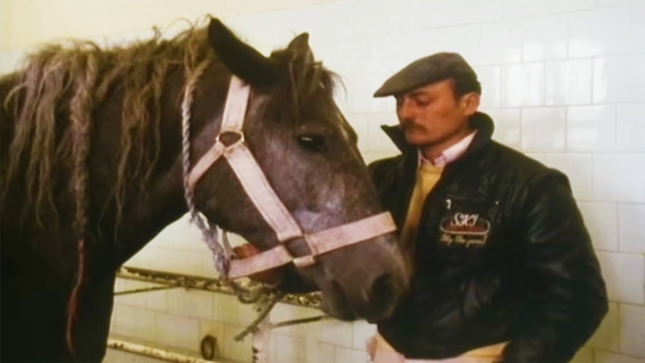 How Travelling Roma Navigate The Modern World