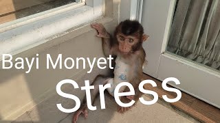 Download Lagu Bayi monyet lagi stres MP3