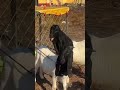 Baby goats playing together are so cute#4