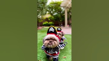 #short #shorts 🐶🛡