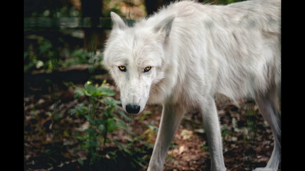 Wolf Growling Sound Effect