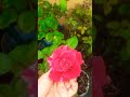 Rosas: Miren como están las que Hice Reproducción en mi canal. 🌷
