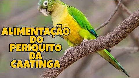 Como alimentar um periquito da caatinga?