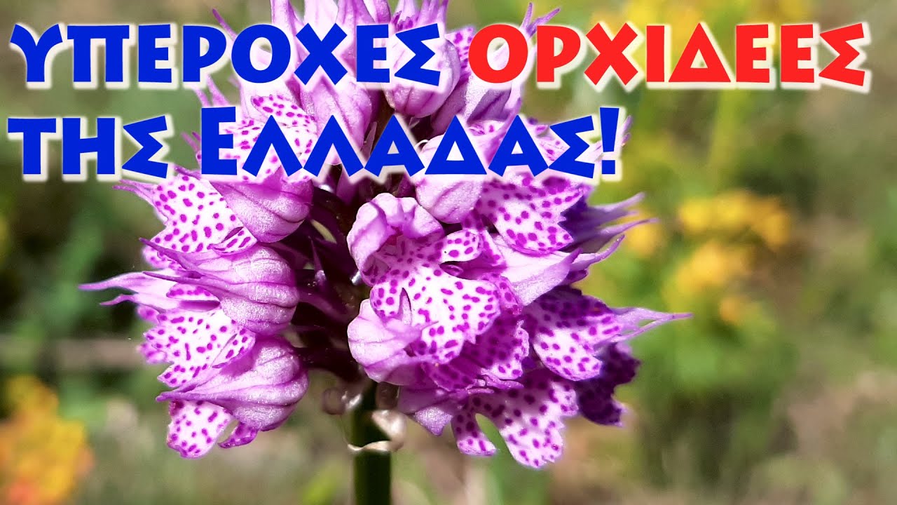 Οι υπέροχες ορχιδέες της Ελλάδας και οι θεραπευτικές τους δυνατότητες!