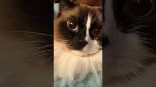 #petsongs Milo😻Leo