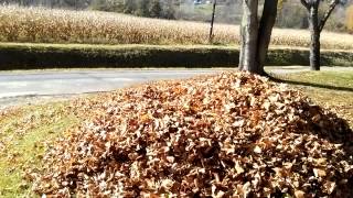 Dog jumping into leaves