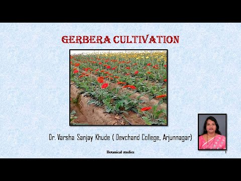 Video: Gerbera: Odling Och Reproduktion Av En Flerårig