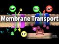 Cell Membrane Dynamics and Transport Mechanisms in Animal Cells