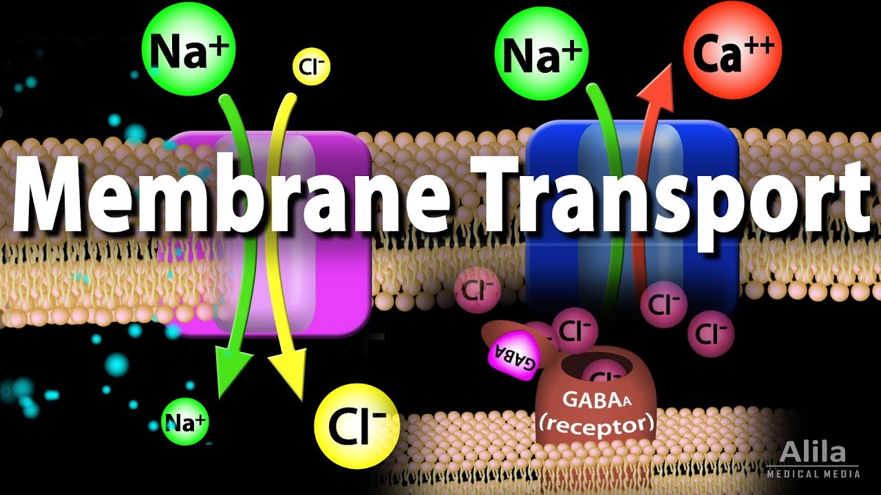 Membrane Transport Animation