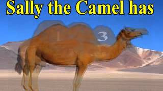 Sally The Camel - Anon Arrpmadamson
