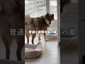柴犬のシャンプー帰りの姿に思わぬ声…#柴犬のいる暮らし