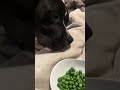 Dog ASMR 🐶 Crunchy Peas | Draco’s Paw Healing Journey 🐾 Healing journey dog bite.