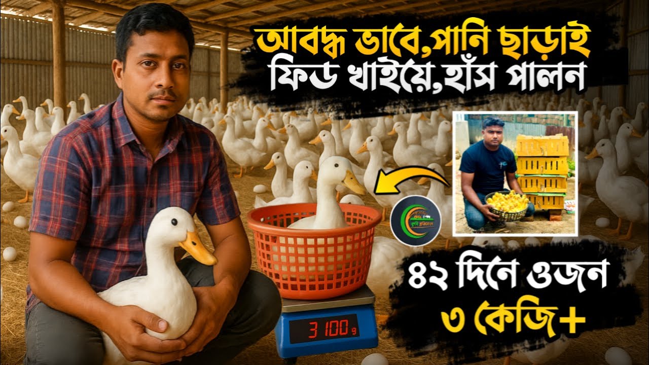 পিকিং স্টার ১৩ হাঁস | ৪২দিনে ৩কেজি+ | পিকিং হাঁস | piking has | পিকিং হাঁস পালন |পিকিং হাঁসের বাচ্চা
