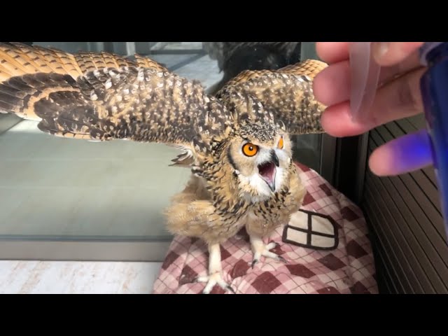 【フクロウのガルー】暑さとの戦い