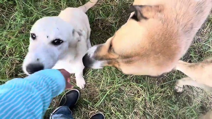 Greg Judy interviews Teddy Gentry (ALABAMA band member) & founder of the South Poll cattle breed. - YouTube