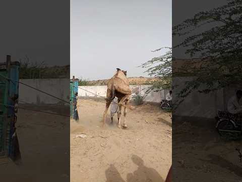 محاولة إدخال جمل تم شراؤه لعيد الأضحى في السيارة