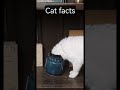 sniffity sniff #catfacts #shorts #cats