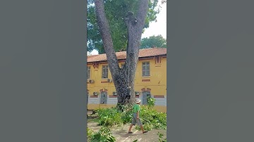Vua Khỉ Miền Tây cưa tỉa cành cây Xà Cừ hơn 100 năm tuổi . Cutting nacre tree
