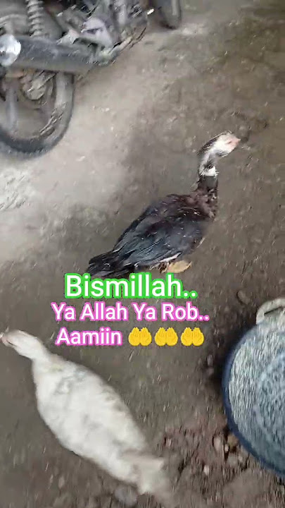 farming Ducks #janganlupasubscribe #motivasihidup #katahatimotivasi #motivation #ternak #doa #shots