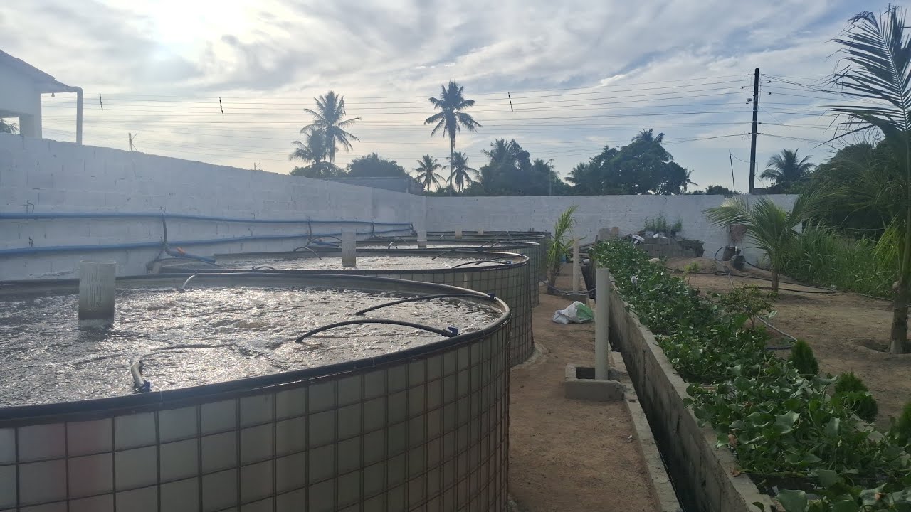  DIMINUI AS PLANTAS DOS FILTROS +ALIMENTANDO OS PEIXES 🐟 🐟 🐟 