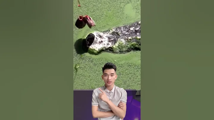 Mỏm đá kì lạ này thực chất là cá sấu ngụy trang