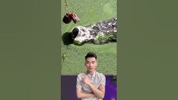 Mỏm đá kì lạ này thực chất là cá sấu ngụy trang