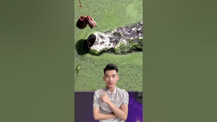 Mỏm đá kì lạ này thực chất là cá sấu ngụy trang
