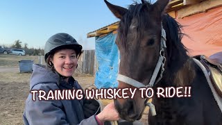 TRAINING WHISKEY TO RIDE!! #horse #equestrian #horseriding