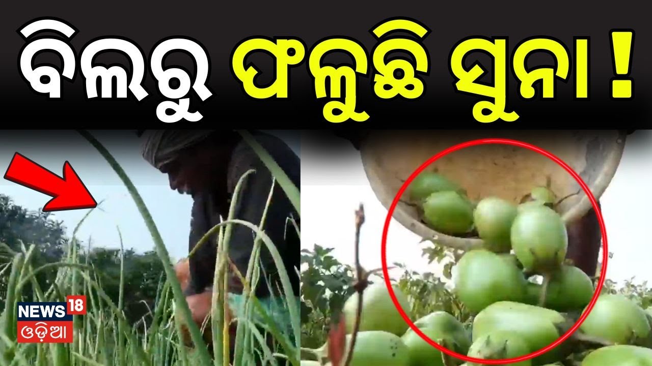 ବିଲରୁ ଫଳୁଛି ସୁନା ! Farmer Who Changed His Destiny | Sonpur | Motivational Story | Odia News