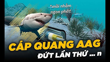 Những Nguyên Nhân Đứt Cáp Quang Biển?