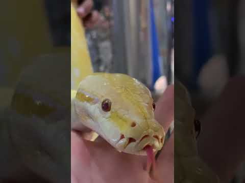 Video: Bisakah ular pita menjadi hewan peliharaan?