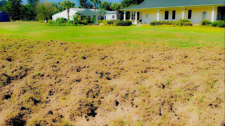 Hogs Destroy Beautiful Yard #2