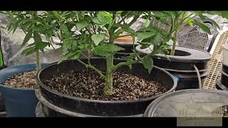 Week 1 flower - Green Jeans Genetic's Garden