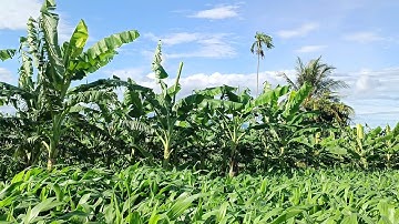 Mô hình trồng chuối tây từ tháng mấy là kịp bán vào dịp tết || Nhiễu Sóng TV