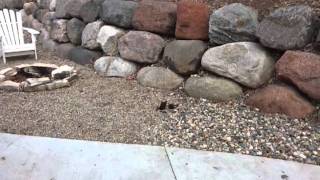 Shooting a root beer bottle with a bb gun