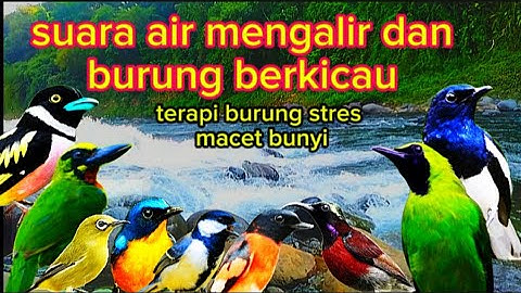 TERAPI BURUNG MACET !!! suara burung kompilasi gemericik air mengalir