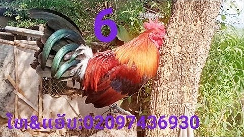 qaib hawj zoo dib f2.ไก่คุ้นดีตํ่ได้f2  3/2/2023.02097436930.