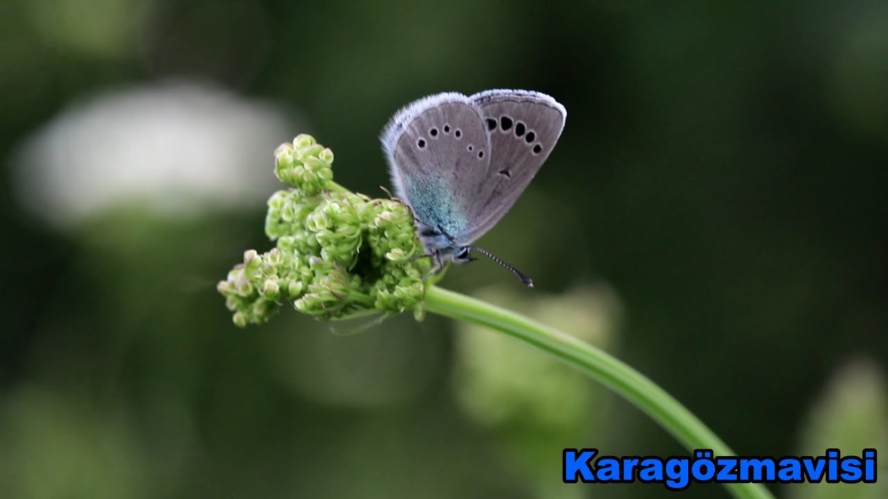 Karagözmavisi /Green-underside Blue / Glaucopsyche alexis
