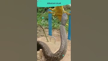 Perangkap ular yang sangat kreatif #shorts #video #viral