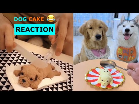 funniest-confused-pets-compilation-2020-🐶-funny-dogs-reaction-🐶-funny-pet-videos-by-pets-paws-tv