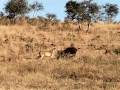 Lion hunts antelope at hundreds of frames per second