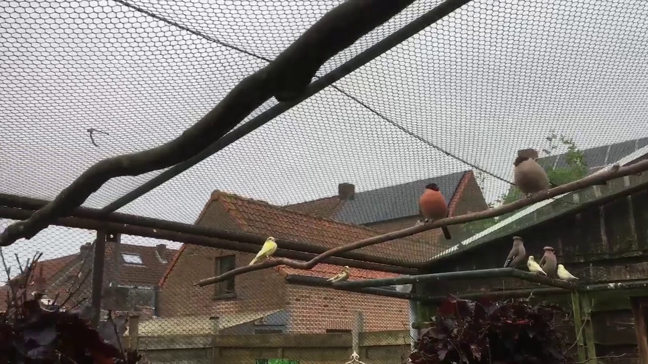 Jonge groenvinken sieren de gezelschapsvoliere, nu goudvink op nest en wachtend op pestvogelnest 🤩