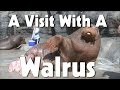 Indianapolis Zoo Walrus | The Friday Zone | WTIU | PBS