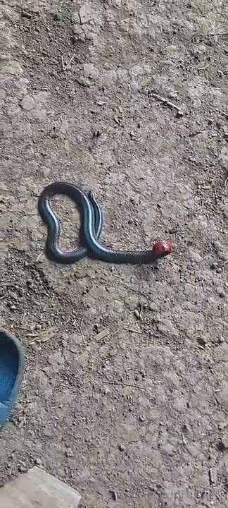 ular cabe, jinak tapi berbisa#viral#shorts