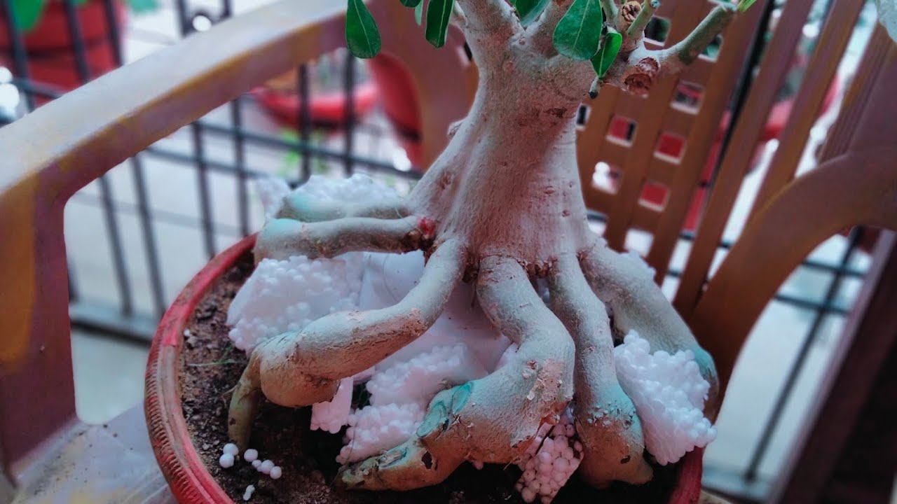 Adenium bonsai root training/Adenium - YouTube