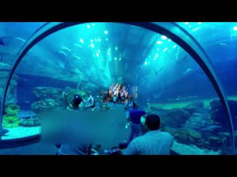 Dubai Aquarium, Dubai Mall(Burj Al Khalifa) Dubai 360° Video