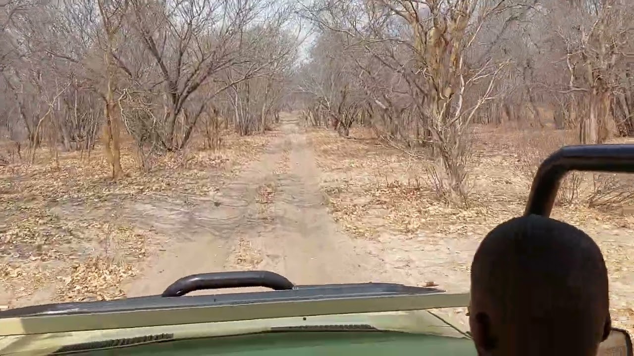 NomadicBackpacker: Chobe National Park Game Drive