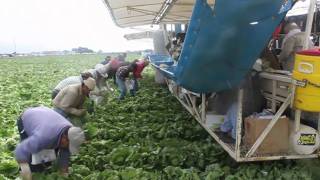 How Lettuce Gets Harvested