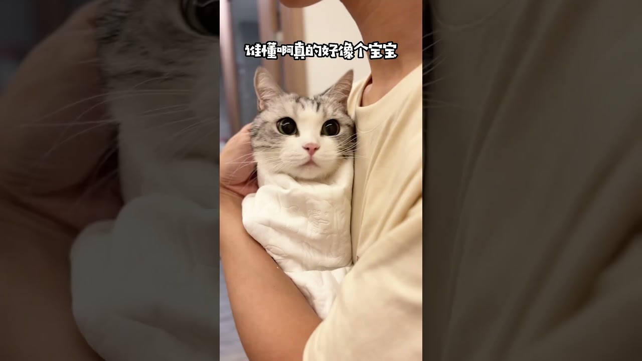 我怀疑我家猫上辈子是我对象的小情人#霍曼烘干箱 #烘干松弛派暖暖享自在 #猫咪洗澡乖乖的