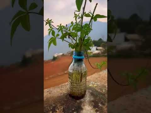 فيديو: متى يتم زراعة نباتات الغجر بالكامل؟